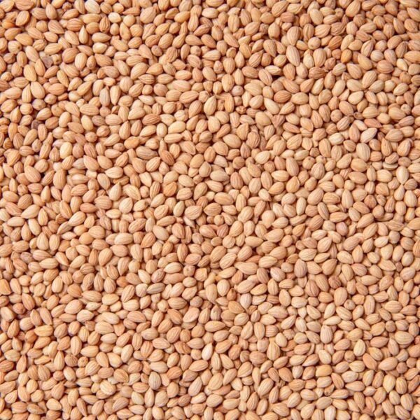 MAHLEP BOTTLE ● 10 grams 

محلب - Image 2