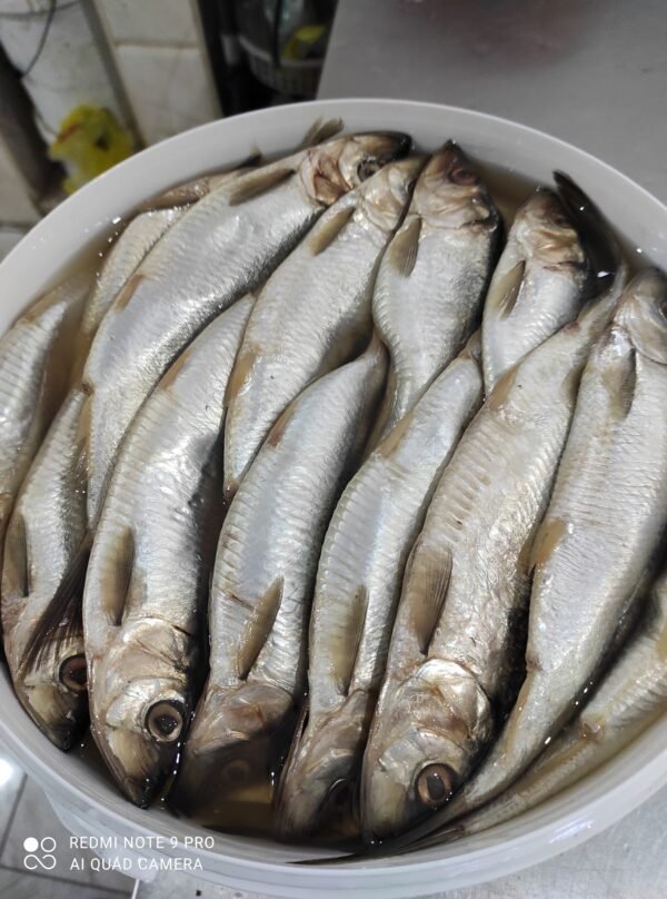 Salted Fish (Fasikh)  ● KG سمك فسيخ ( سردين - براميل -هولندي ) - Image 3