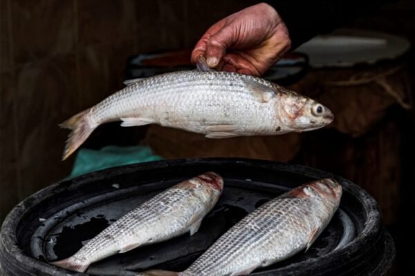 Salted Fish (Fasikh)  ● KG سمك فسيخ ( سردين - براميل -هولندي )