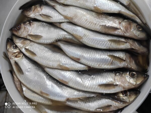 Salted Fish (Fasikh)  ● KG سمك فسيخ ( سردين - براميل -هولندي ) - Image 4