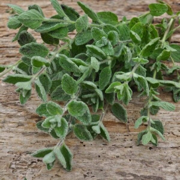 Fresh Green Zaater (Jordan)● Kg 
زعتر أخضر فرش اردني - Image 2