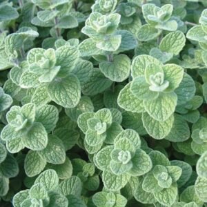 Fresh Green Zaater (Jordan)● Kg 
زعتر أخضر فرش اردني