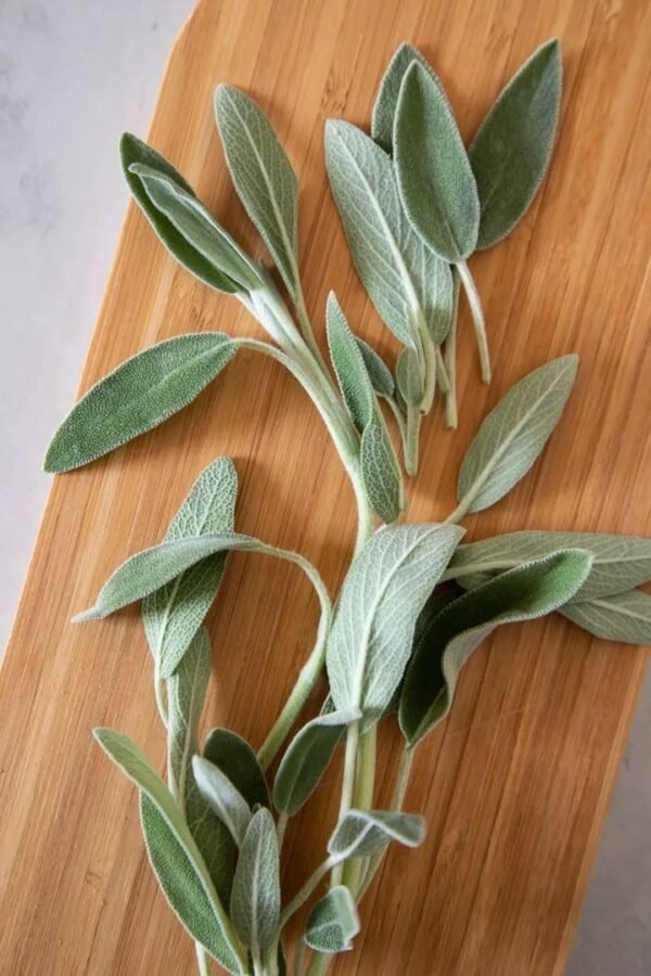 Fresh Green Sage (Jordan)●Kg
ميرمية خضراء فرش (الأردن) - Image 2