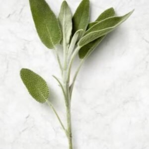 Fresh Green Sage (Jordan)●Kg
ميرمية خضراء فرش (الأردن)