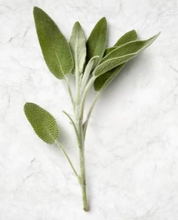Fresh Green Sage (Jordan)●Kg
ميرمية خضراء فرش (الأردن)