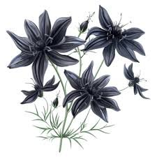 Black Seeds حبة بركة